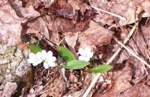 Spring Flowers