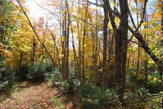 Fall colours in the Cobequids...