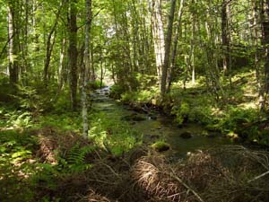 Gully Lake Brook