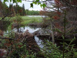 Gully Lake 