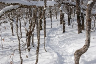 Rogart Mountain Trail, Feb 5, 2012