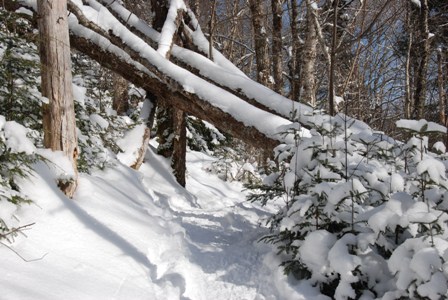 Rogart Mountain Trail, Feb 5, 2012